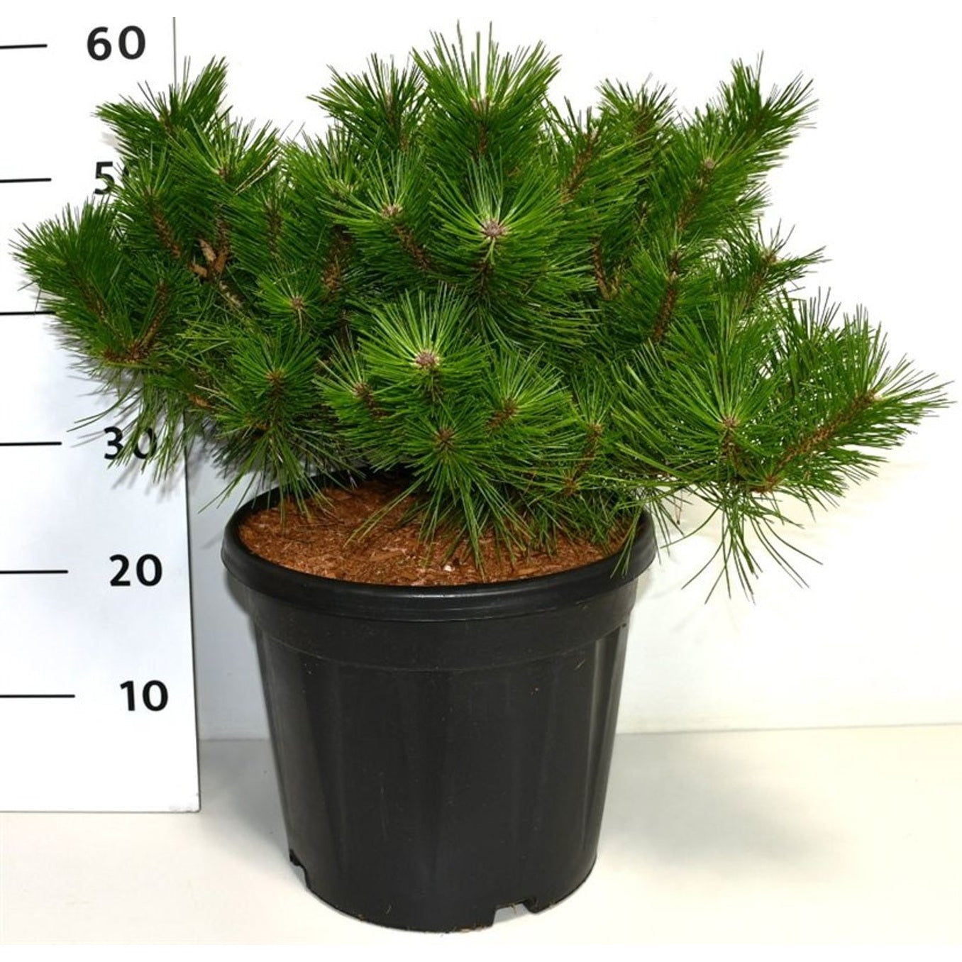 Svarttall – Pinus densiflora 'Jane Kluis' - C13 40-50 cm.